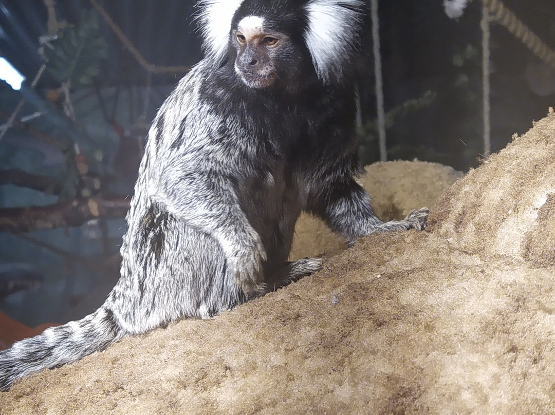 Monkey World-希勒洛必去景点