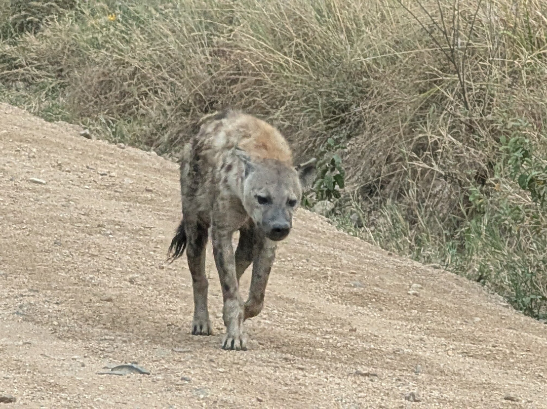 Masai Mara Holidays-Mara North Conservancy必去景点