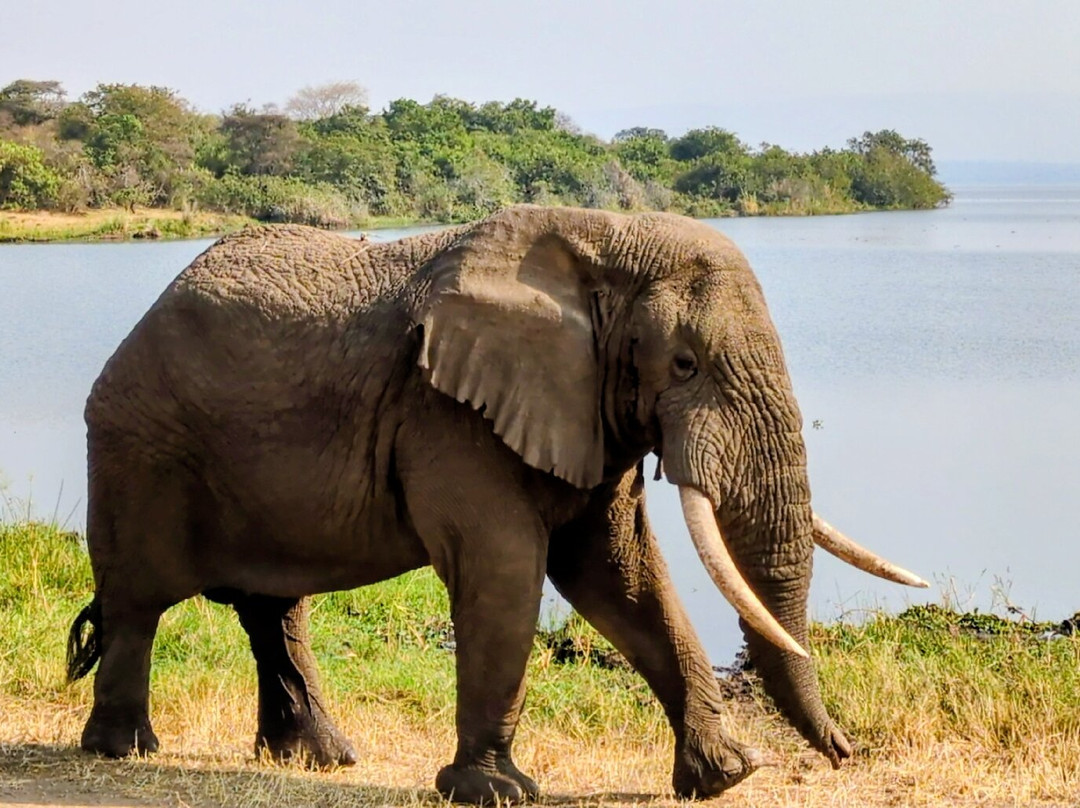 Pamoja Safaris-恩德培必去景点