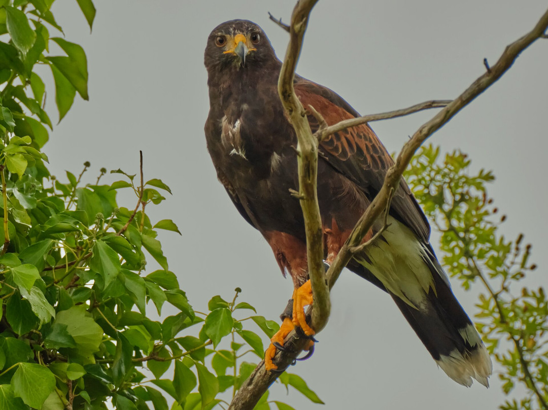 Mayfield Birds of Prey-Kilmacthomas必去景点