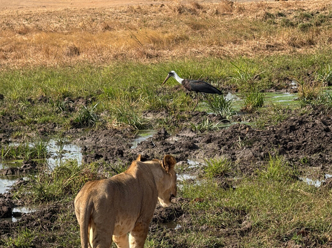 Nakupendakenya Safari & Tours services-蒙巴萨必去景点