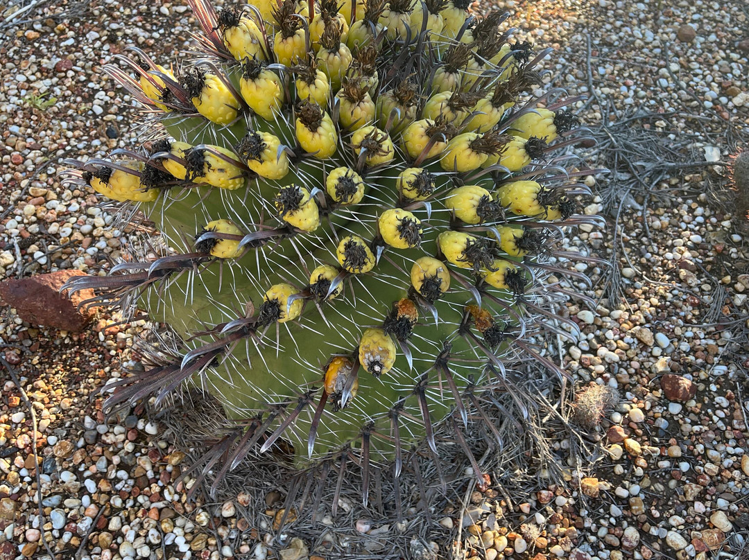 Bevans Black Opal & Cactus Nursery-Lightning Ridge必去景点