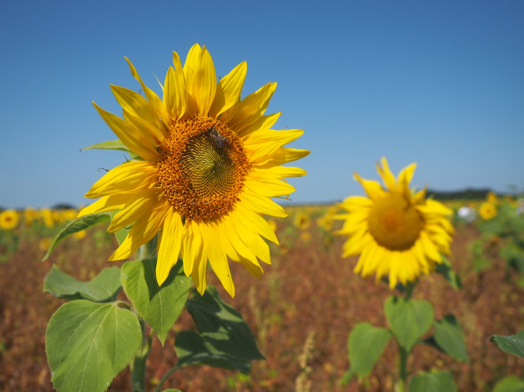 Inglenook Farm-圣海伦斯必去景点