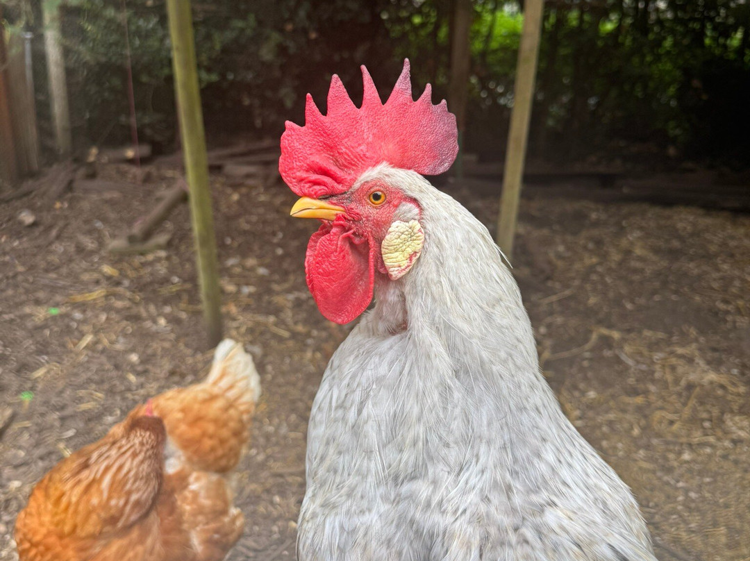 Tam O'Shanter Urban Farm-Birkenhead必去景点