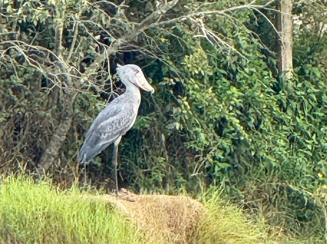 Wild Whispers Africa-马辛迪必去景点