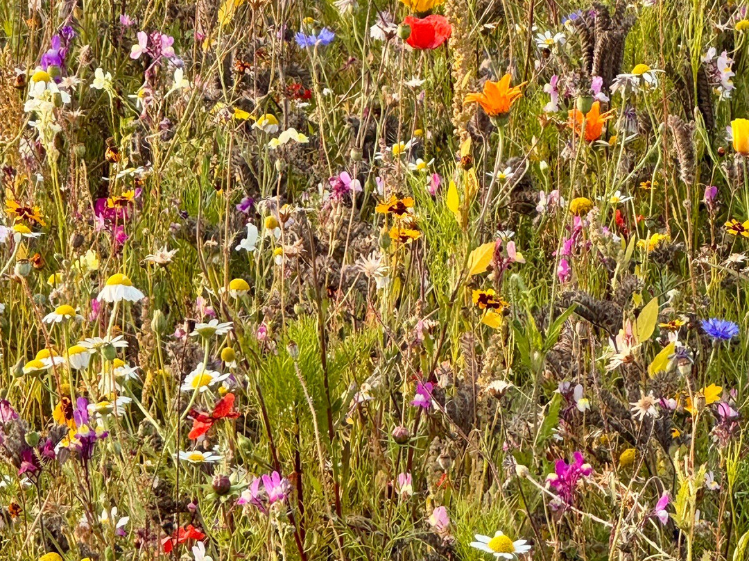 The Flower Belt-赫尔姆斯利必去景点