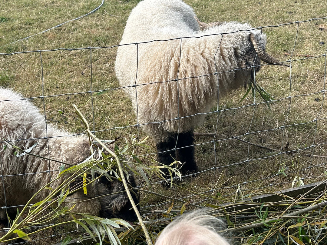 Wynford Farm Playbarn-Kingswells必去景点