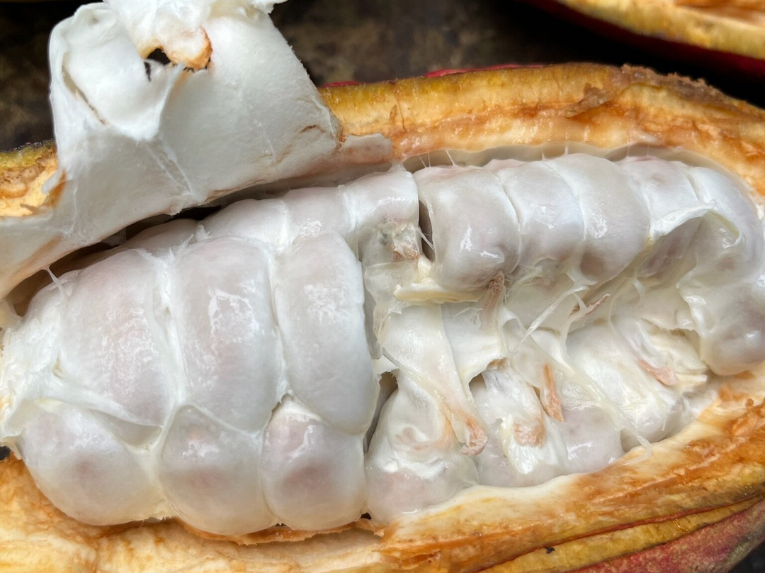 Tree Chocolate Tour-Upala必去景点