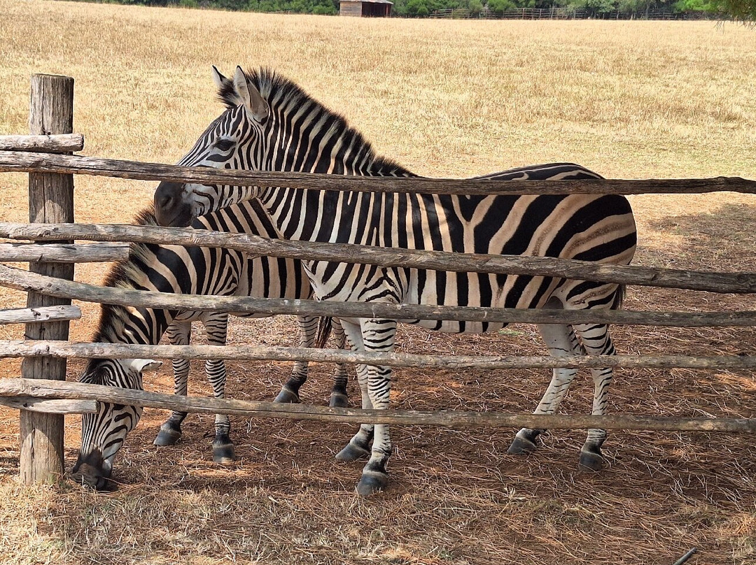 Brijuni National Park-Brijuni必去景点