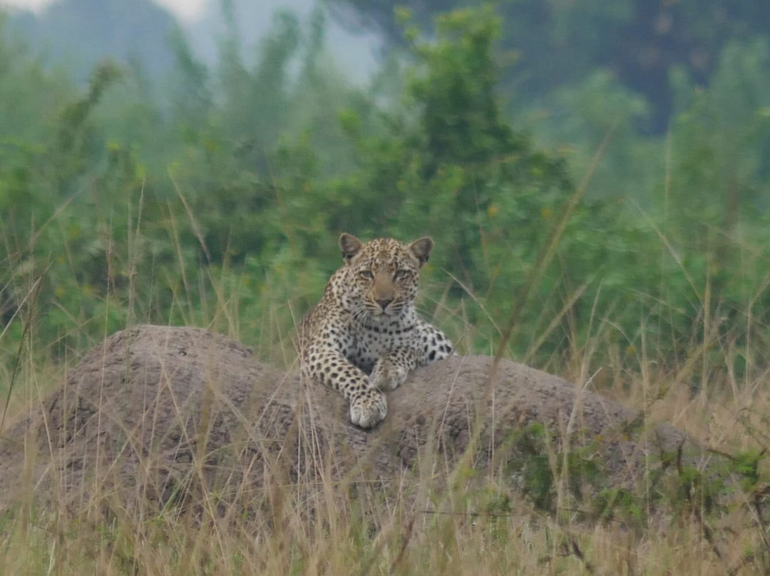 Gorilla Bookings-坎帕拉必去景点