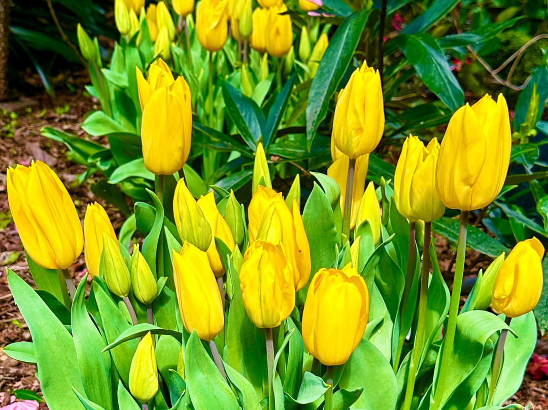 Eden Garden-埃普索姆必去景点