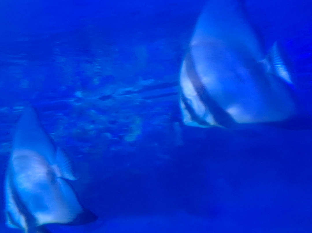 Hurghada Grand Aquarium-赫尔格达必去景点