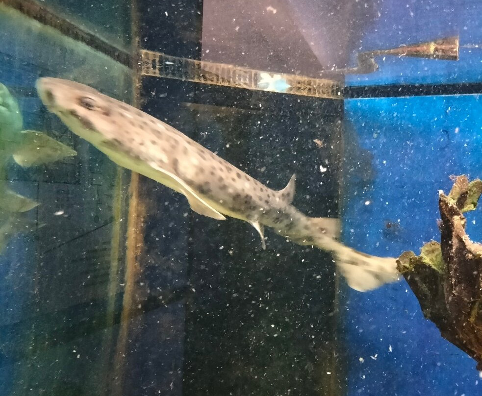 Aquarium Mondo Marino-马萨马里蒂马必去景点