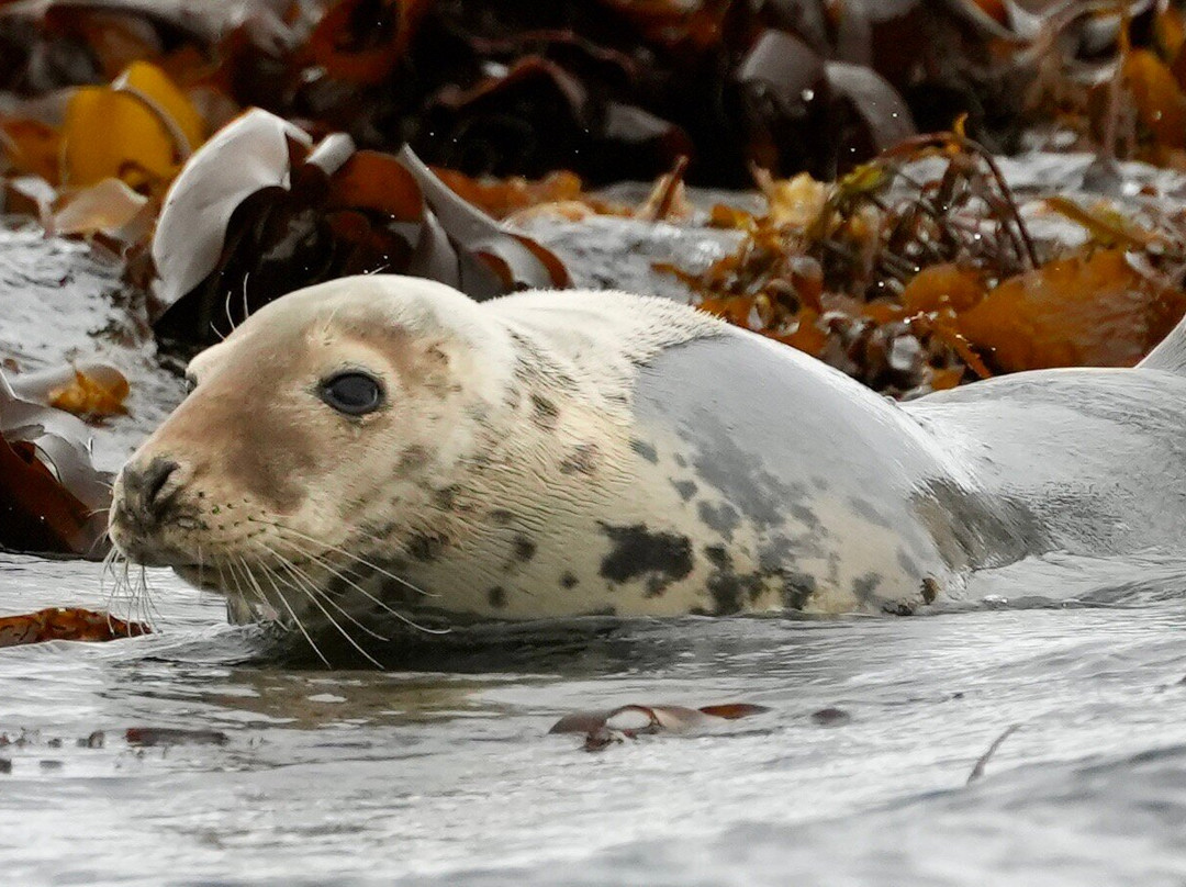 Mull Wildlife Breaks-Salen必去景点