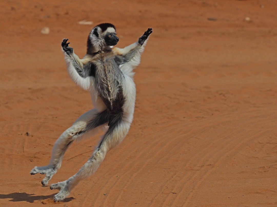 Dodi's Lemur Tours-Tolanaro必去景点