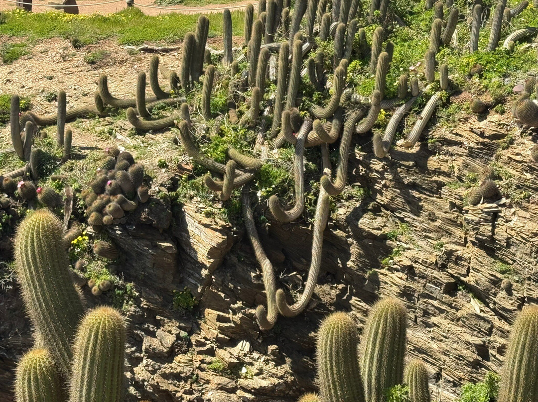 Punta De Lobos-皮钦勒姆必去景点