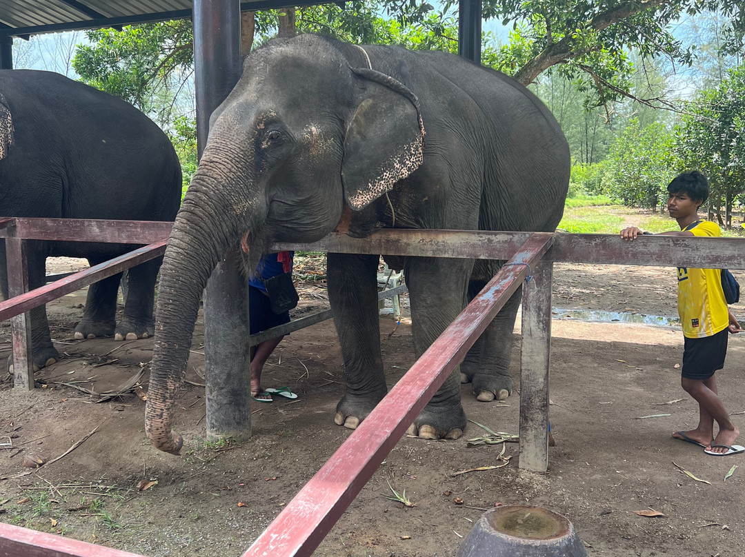 Khao Sok Elephant Sanctuary-拷索国家公园必去景点