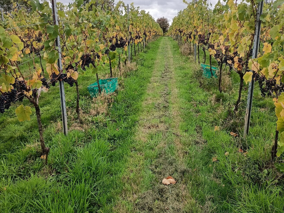 Pattingham Vineyard-Pattingham必去景点