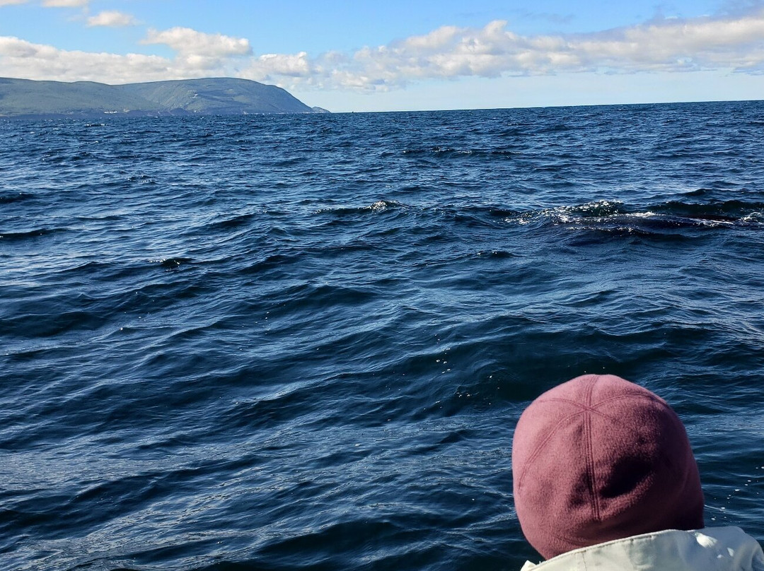 Capt. Mark's Whale and Seal Cruise-Pleasant Bay必去景点