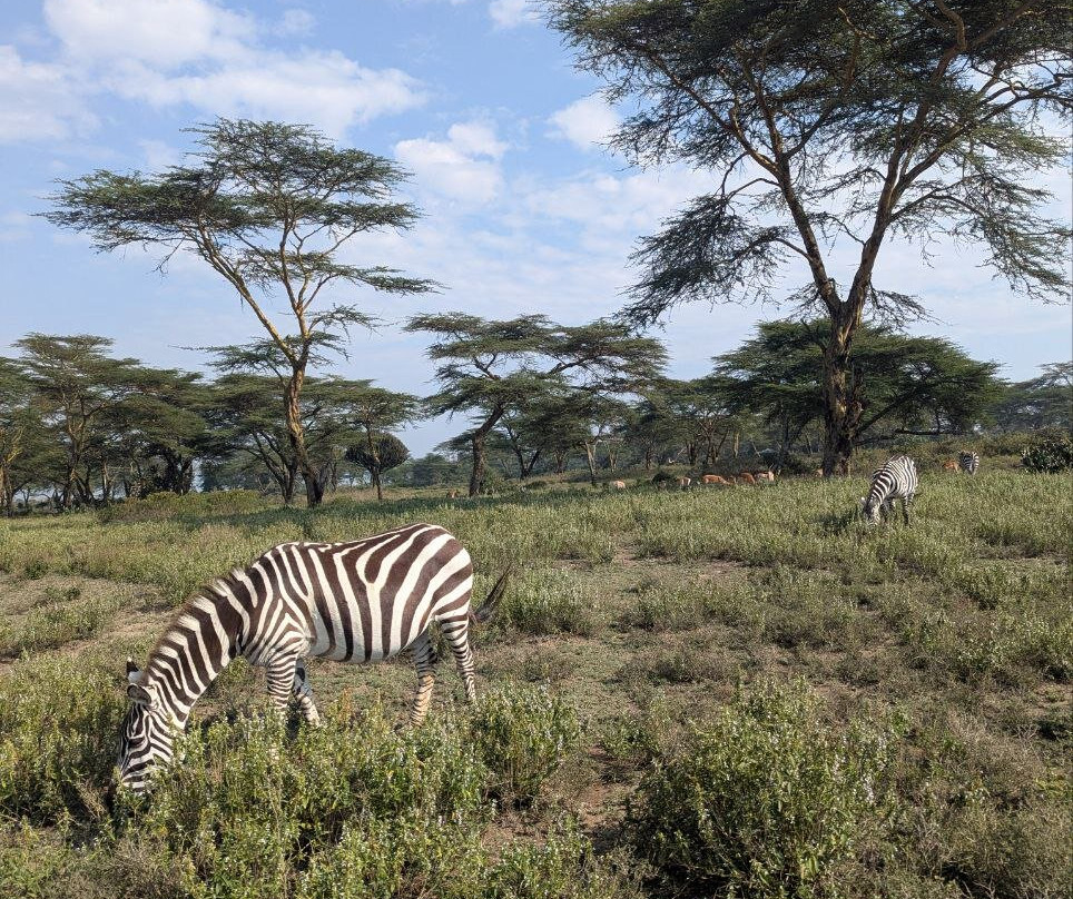 Live in Love Kenya tours and travel-Langata必去景点