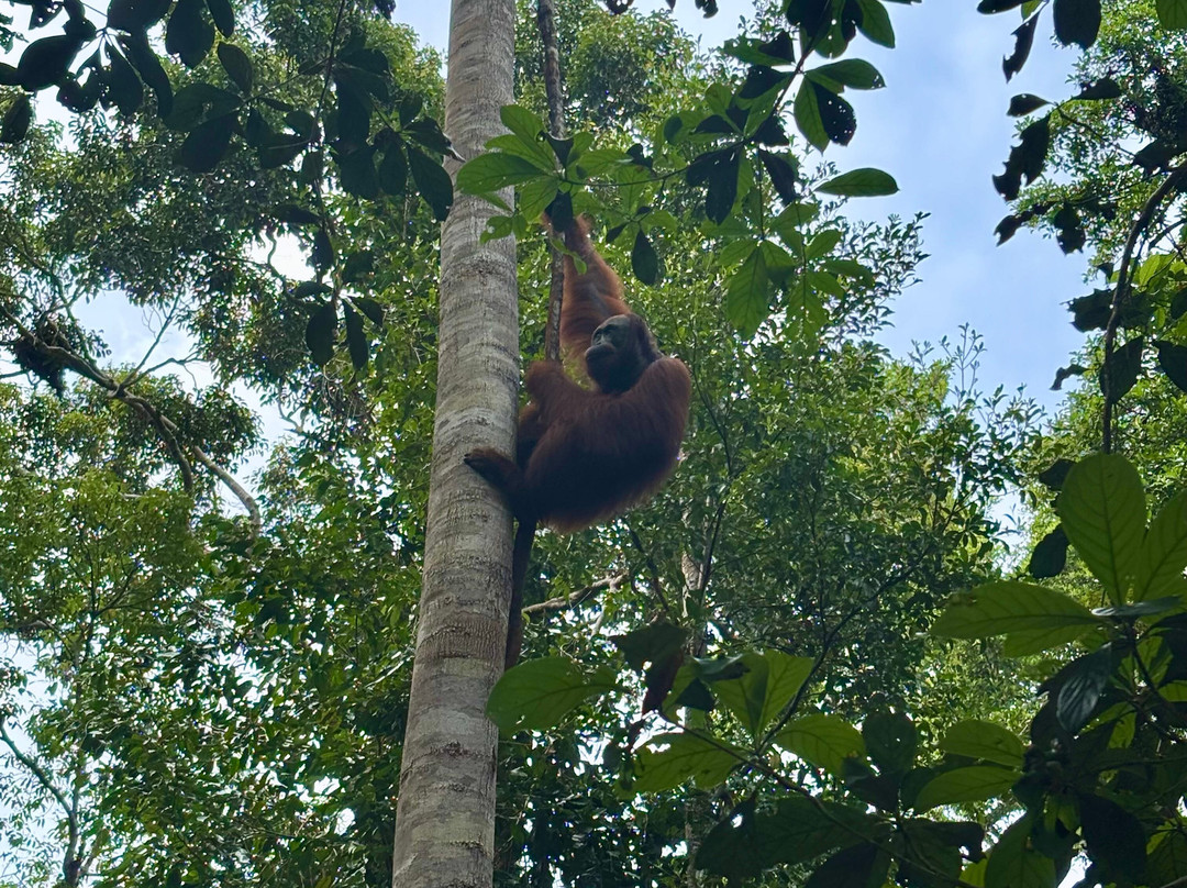 Local Guides - Tanjung Puting-Pangkalan Bun必去景点