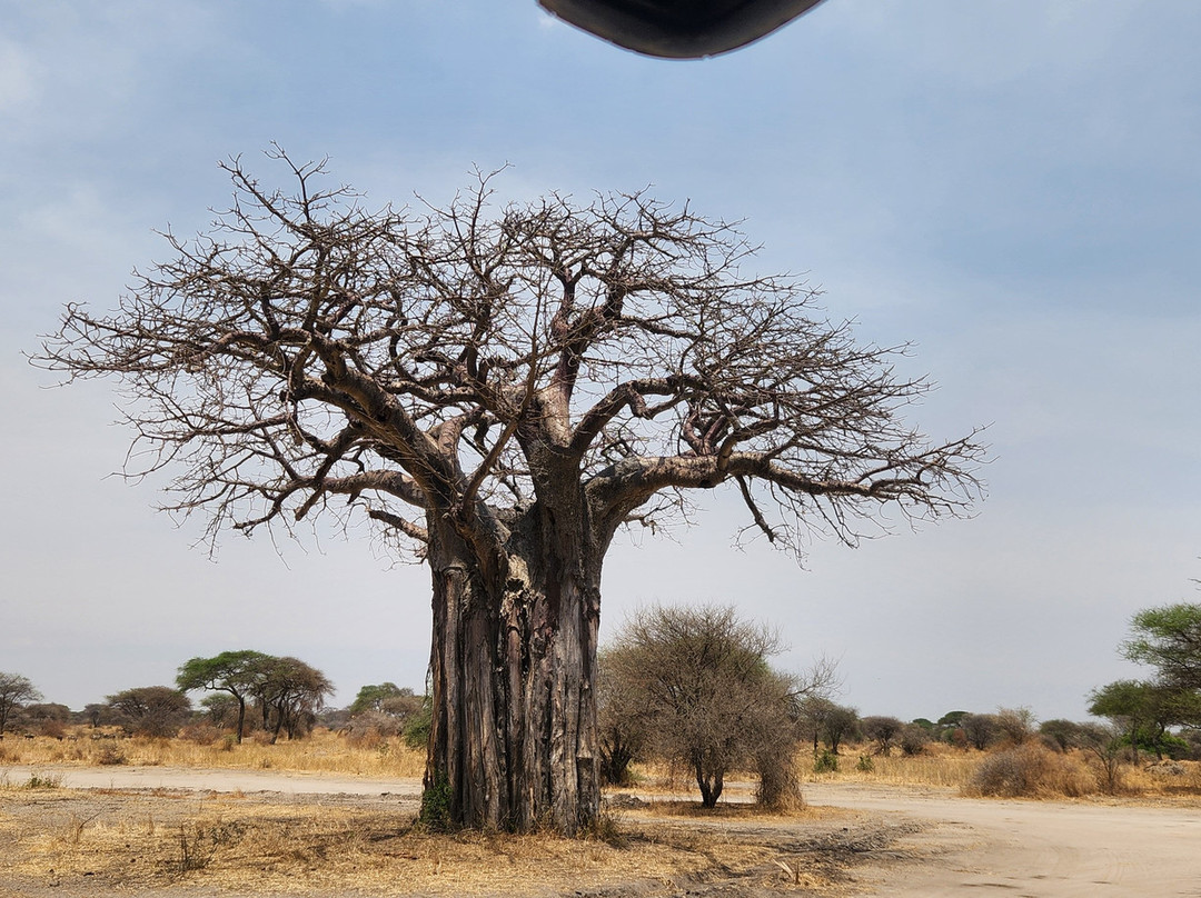 Abakombe Tours & Safaris - Day Tours-莫西必去景点