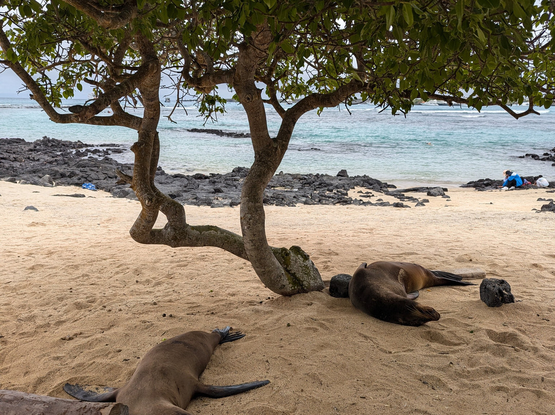 Playa de La Estacion-阿约拉港必去景点