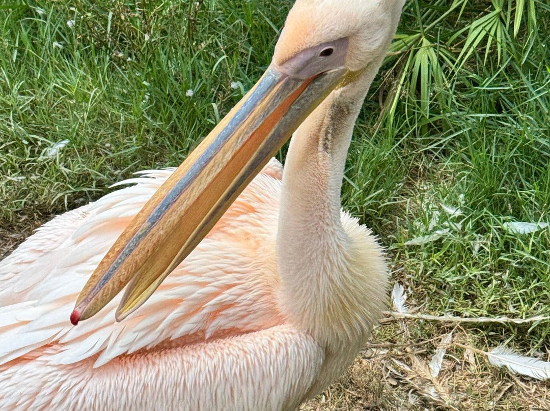 Zoo De Santillana Del Mar-海边的散提亚拿必去景点