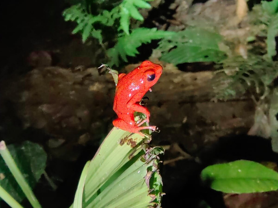 Manzanillo Night Jungle-Manzanillo必去景点