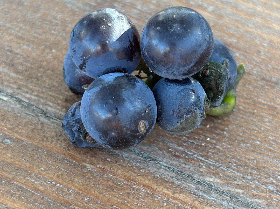 Gracianna Winery-希尔兹堡必去景点