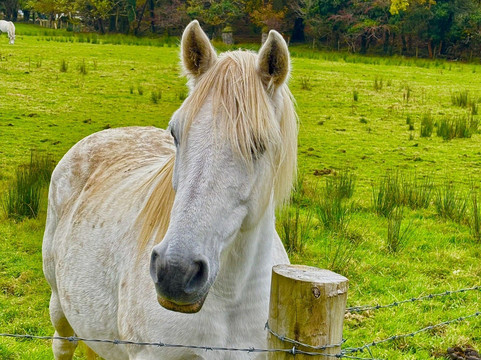 Killarney Guided Tours-基拉尼必去景点