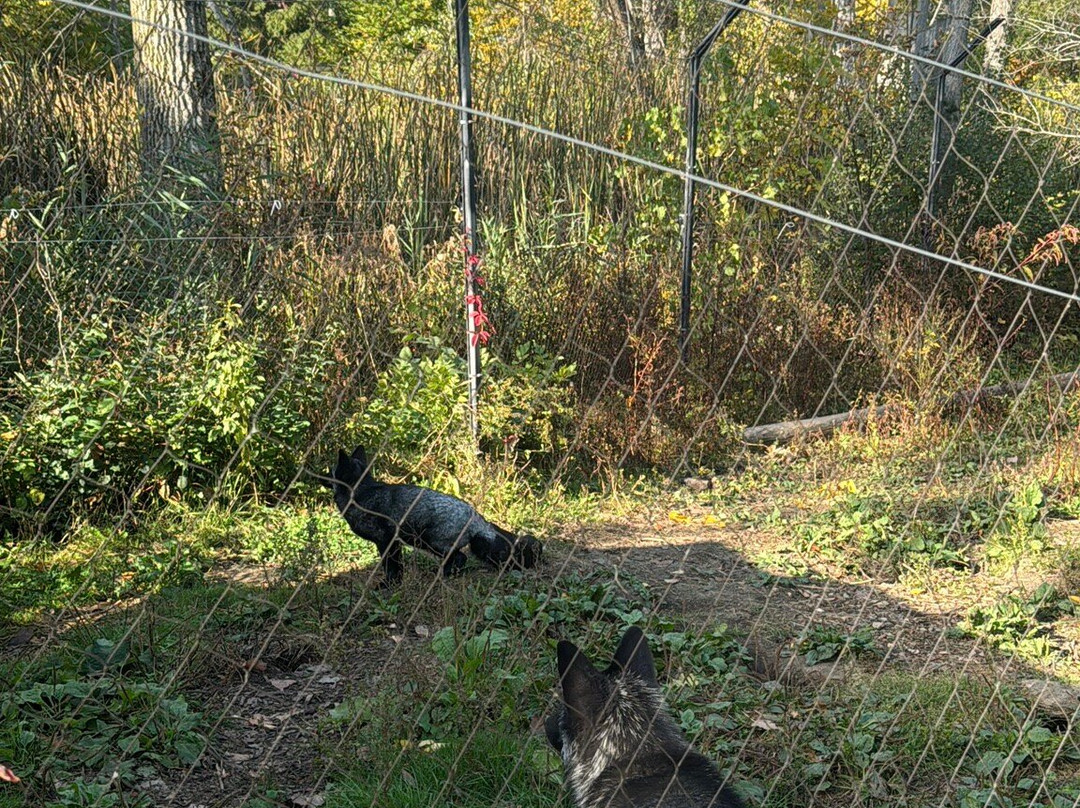 Zoo Ecomuseum-Sainte-Anne-de-Bellevue必去景点