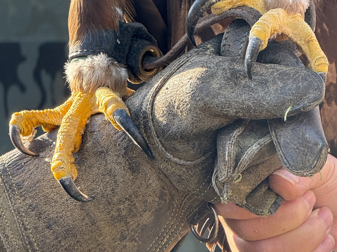 York Bird of Prey Centre-伊辛瓦必去景点