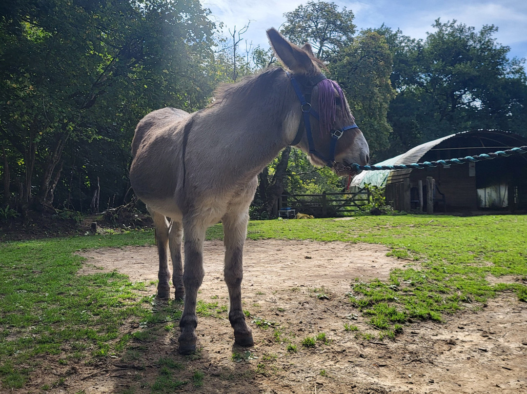 Donkey Walking Adventures-Beaminster必去景点