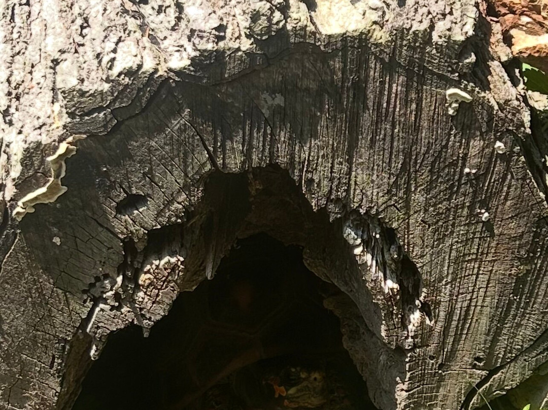 Trevor-Lovejoy Zoo-Millbrook必去景点