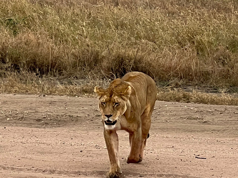 DK Grand Safaris-内罗毕必去景点