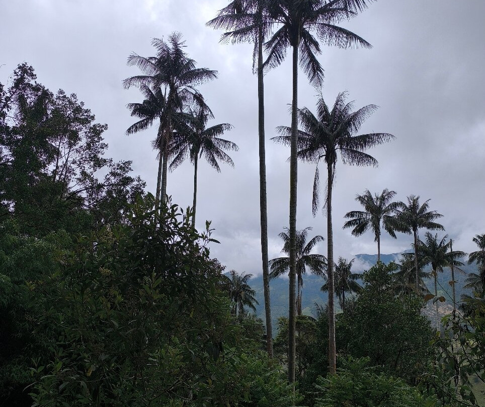 Urapanes Del Bosque主图