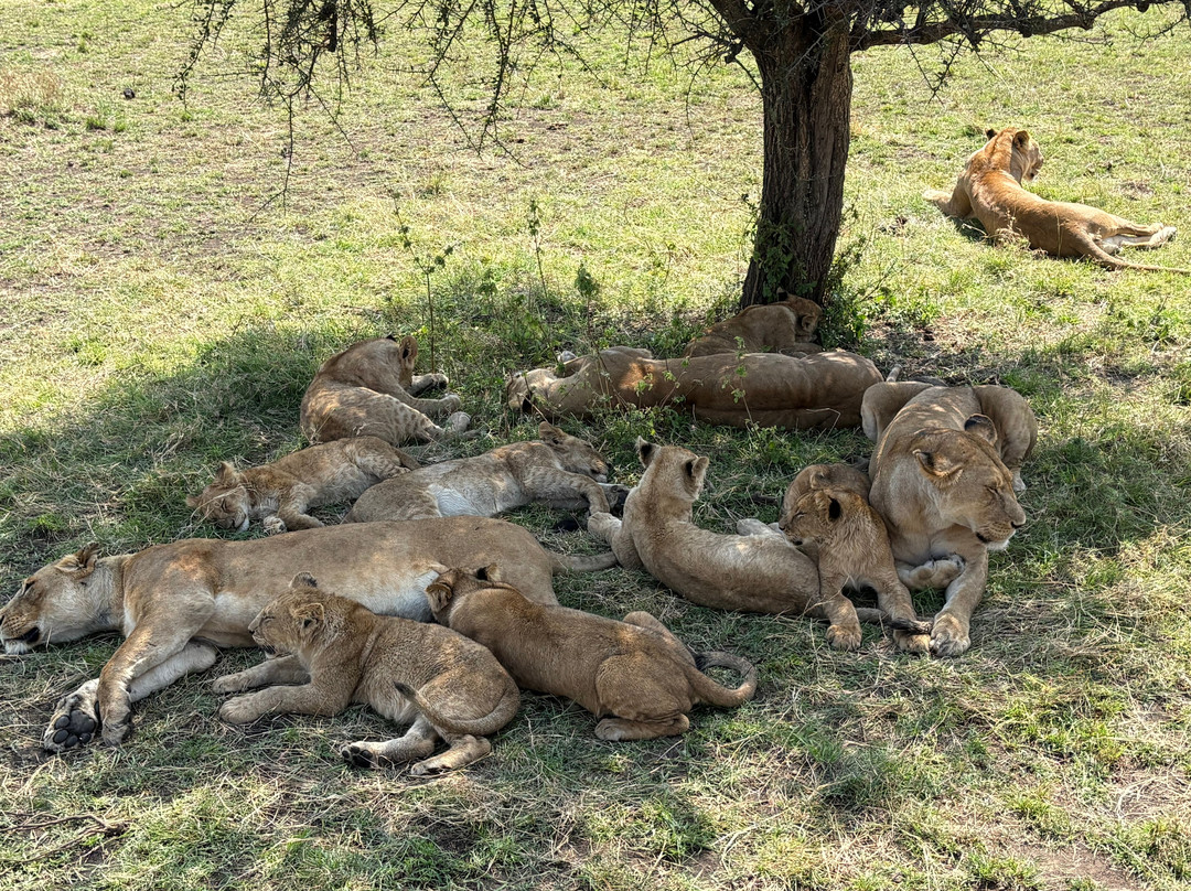 易捷旅游-一日游-阿鲁沙必去景点