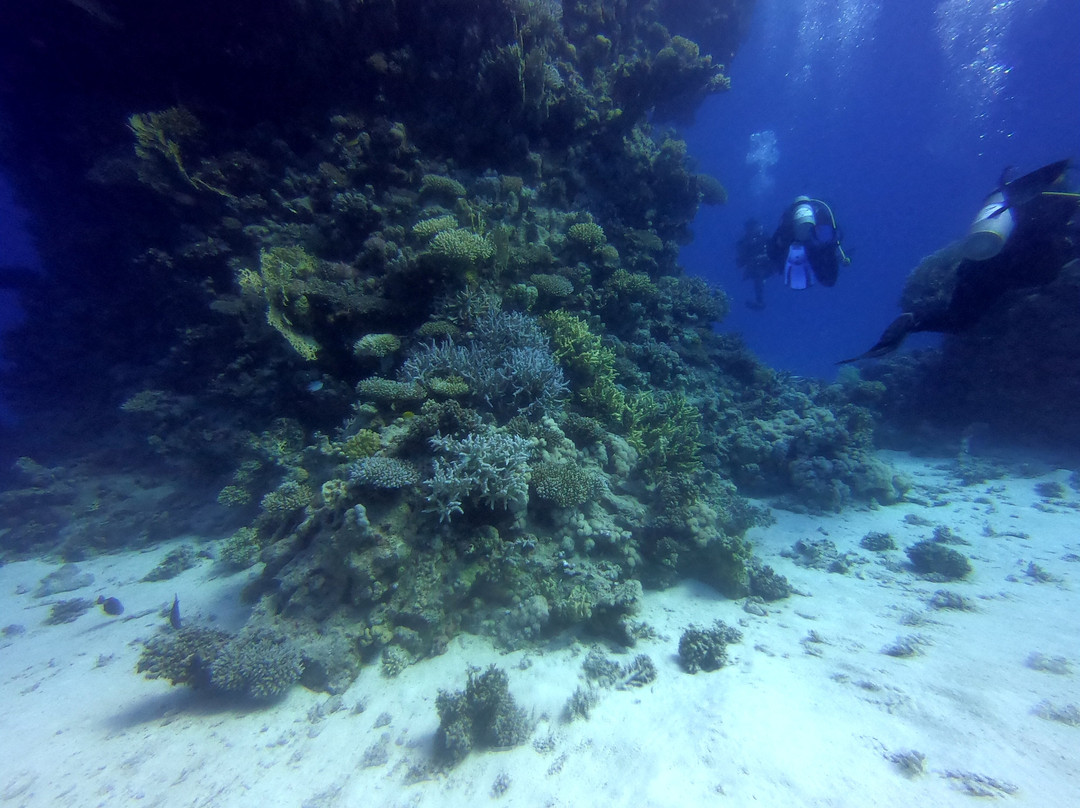 Scuba World Divers Soma Bay-艾尔可西利亚必去景点