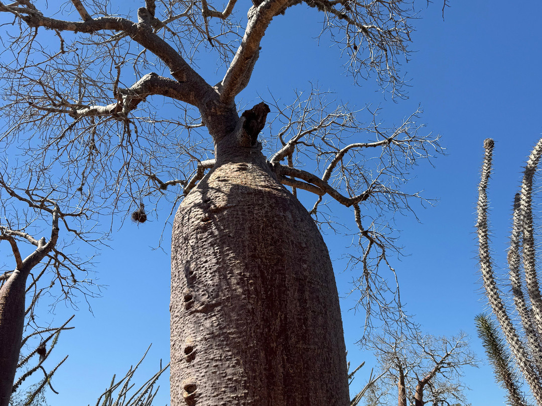 Madagascar Tour Guide-安塔那那利佛必去景点