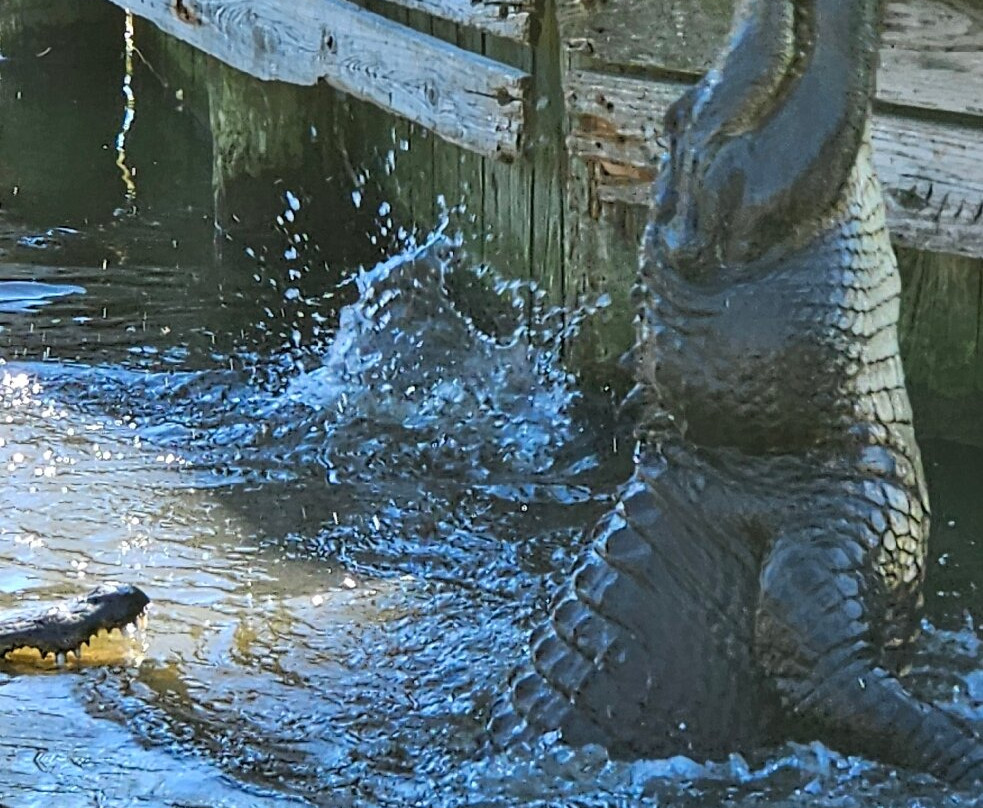 Alligator Adventure-美特尔海滩必去景点