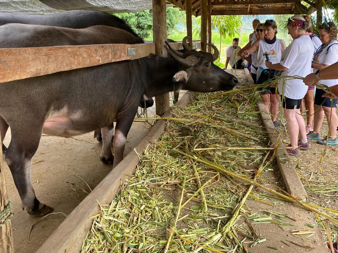 Laos Buffalo Dairy-琅勃拉邦必去景点