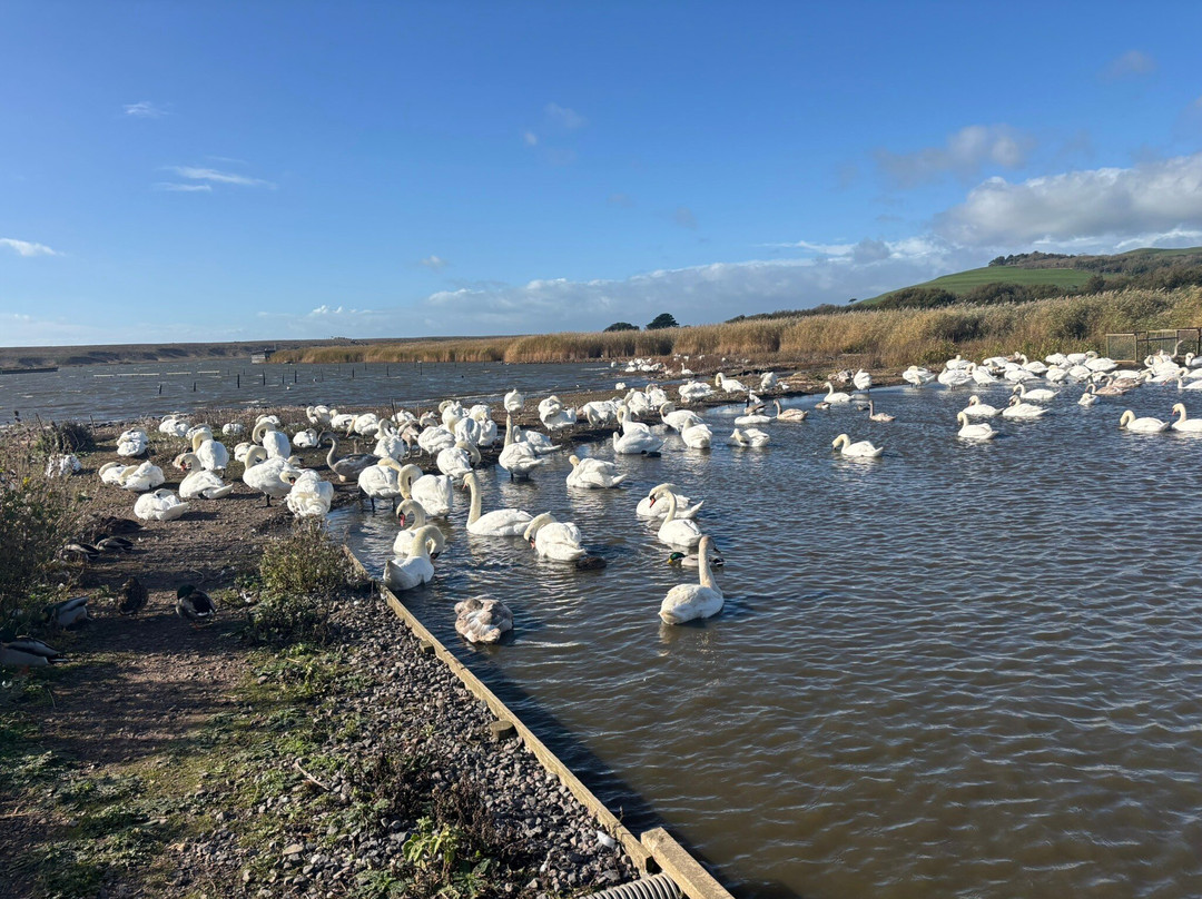 Abbotsbury Swannery-Abbotsbury必去景点