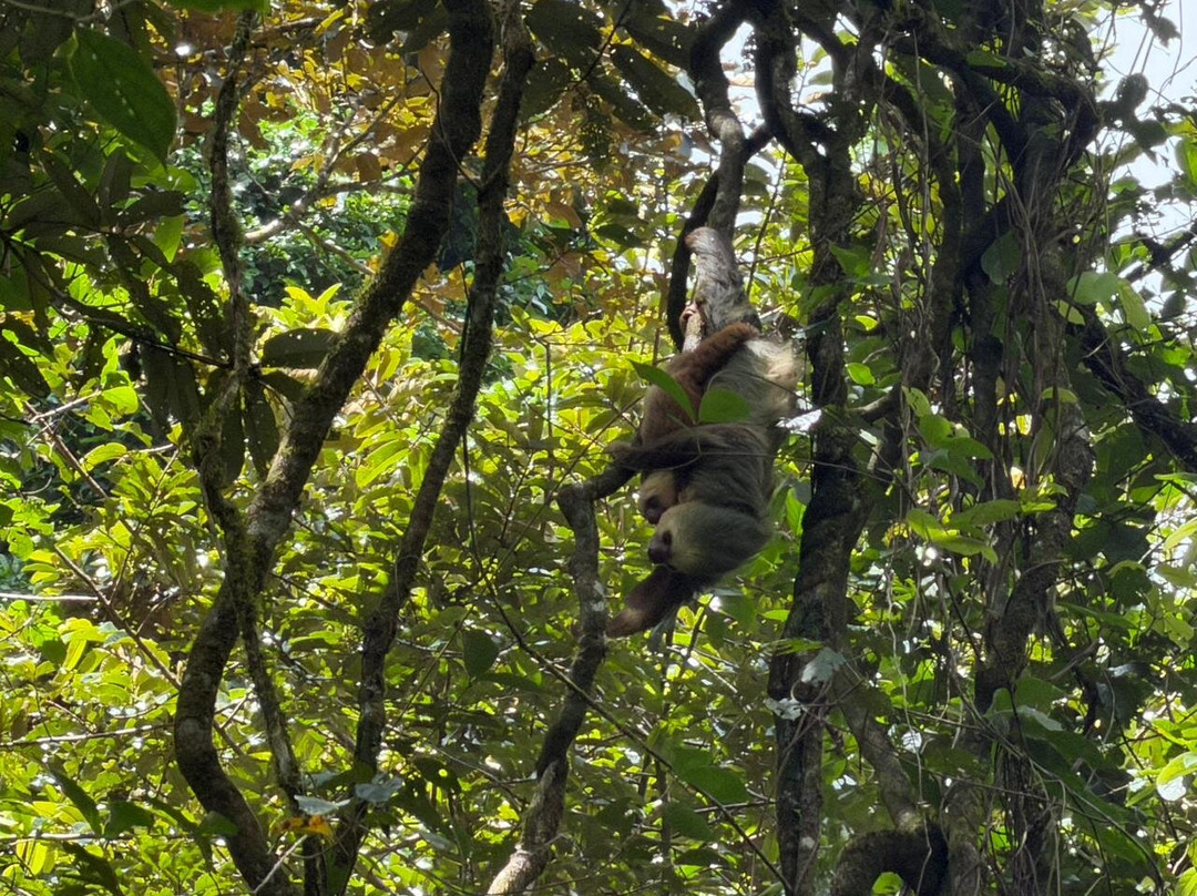 Harpy Eagle Tortuguero-托图杰多必去景点