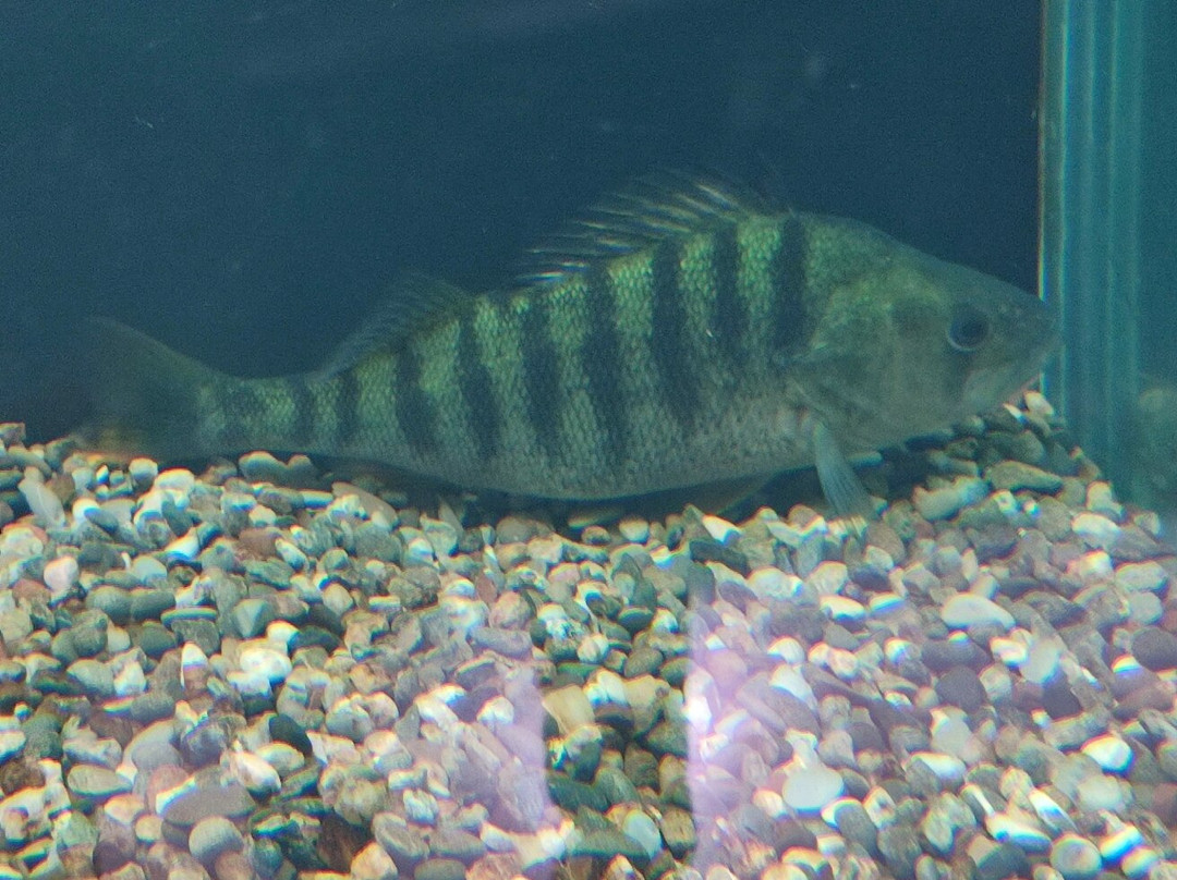 Kastoria Aquarium-卡斯托里亚必去景点