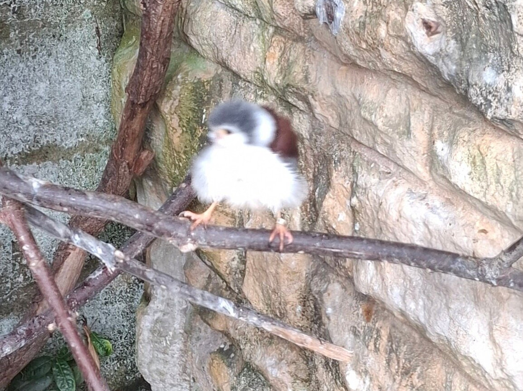 Cotswold Falconry Centre-莫顿因马什必去景点