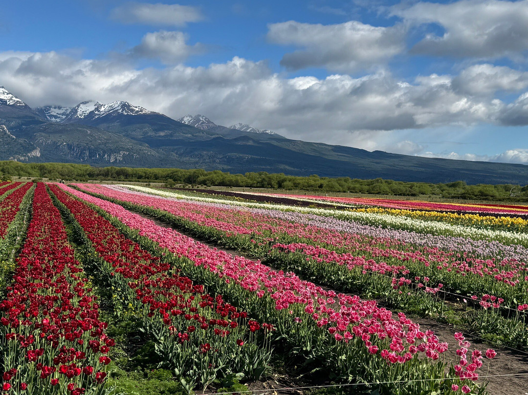 Campo De Tulipanes-Trevelin必去景点