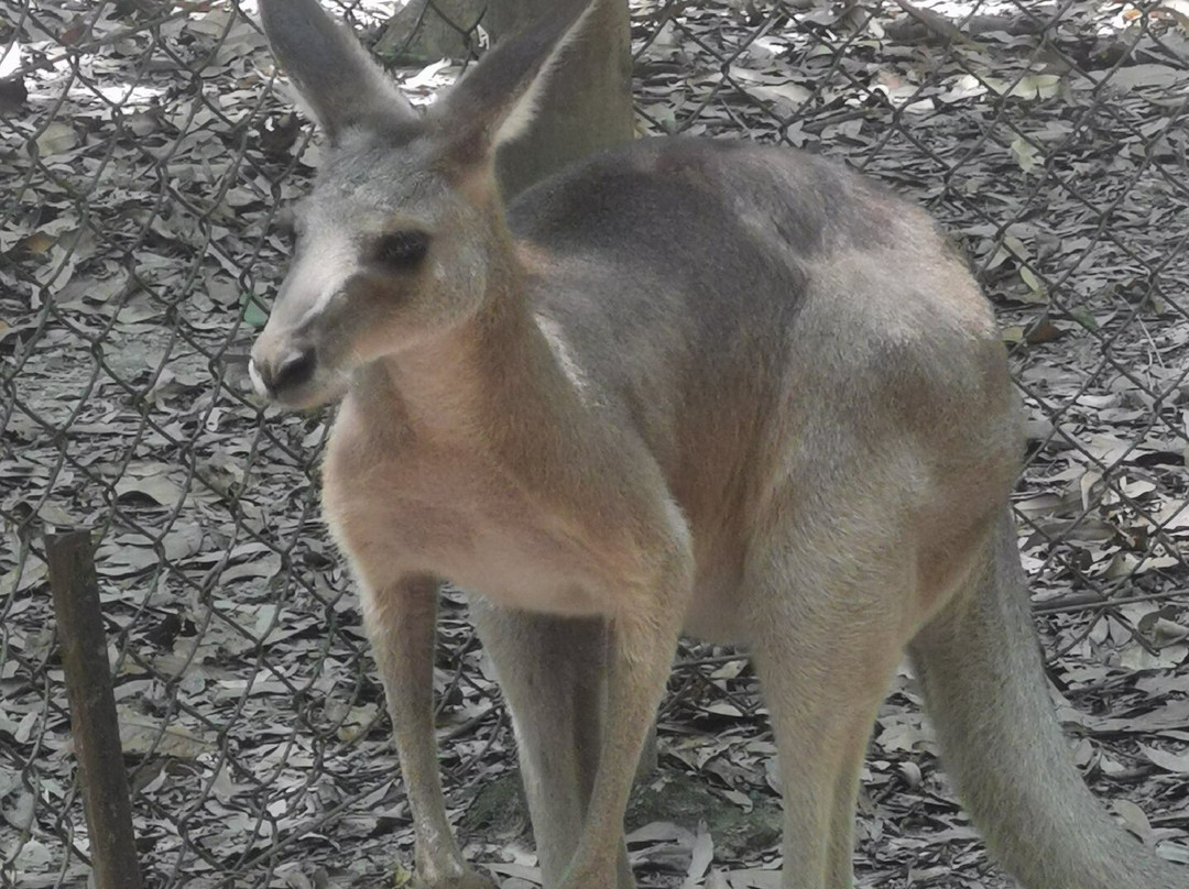 Hartley's Crocodile Adventures-Wangetti必去景点