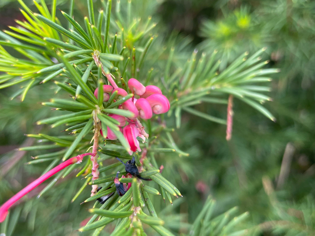 Connors Hill Lookout-Swifts Creek必去景点