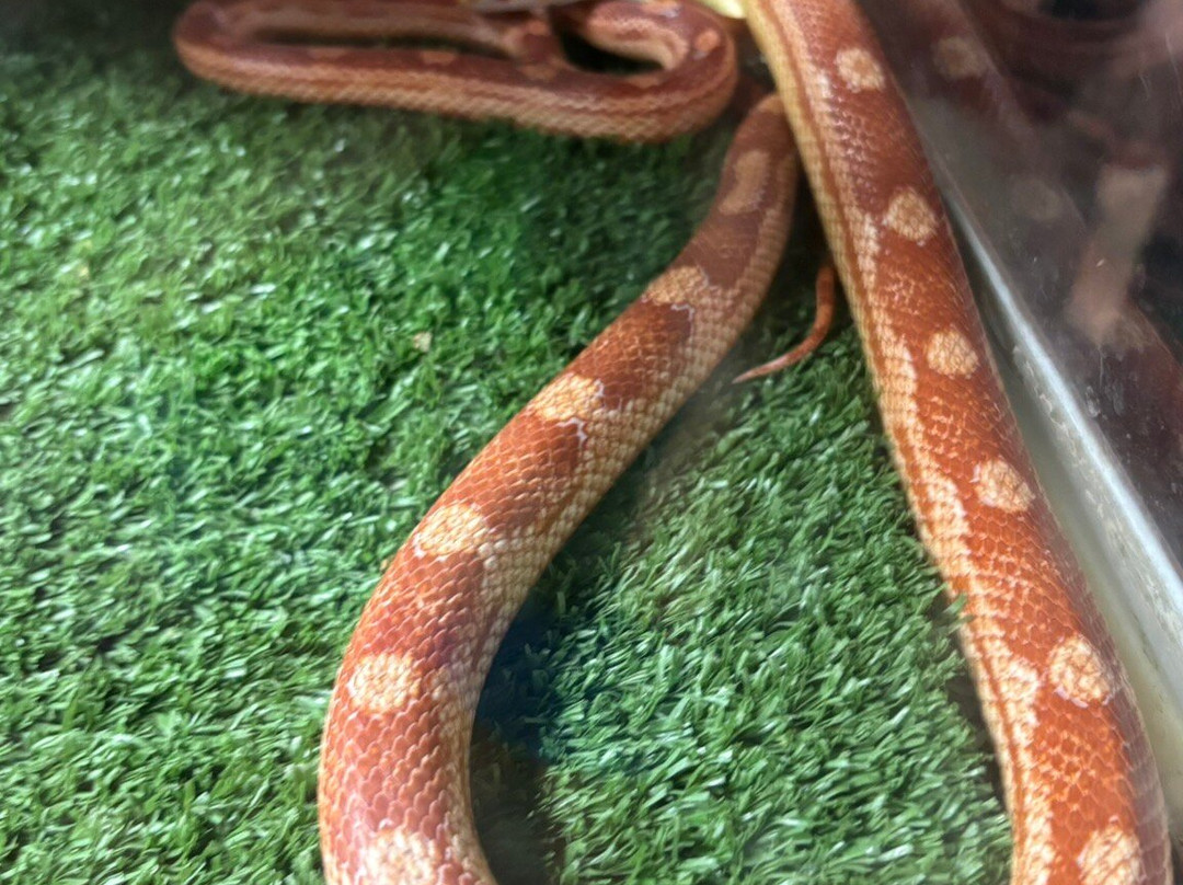 Projeto Jiboia-博尼图必去景点